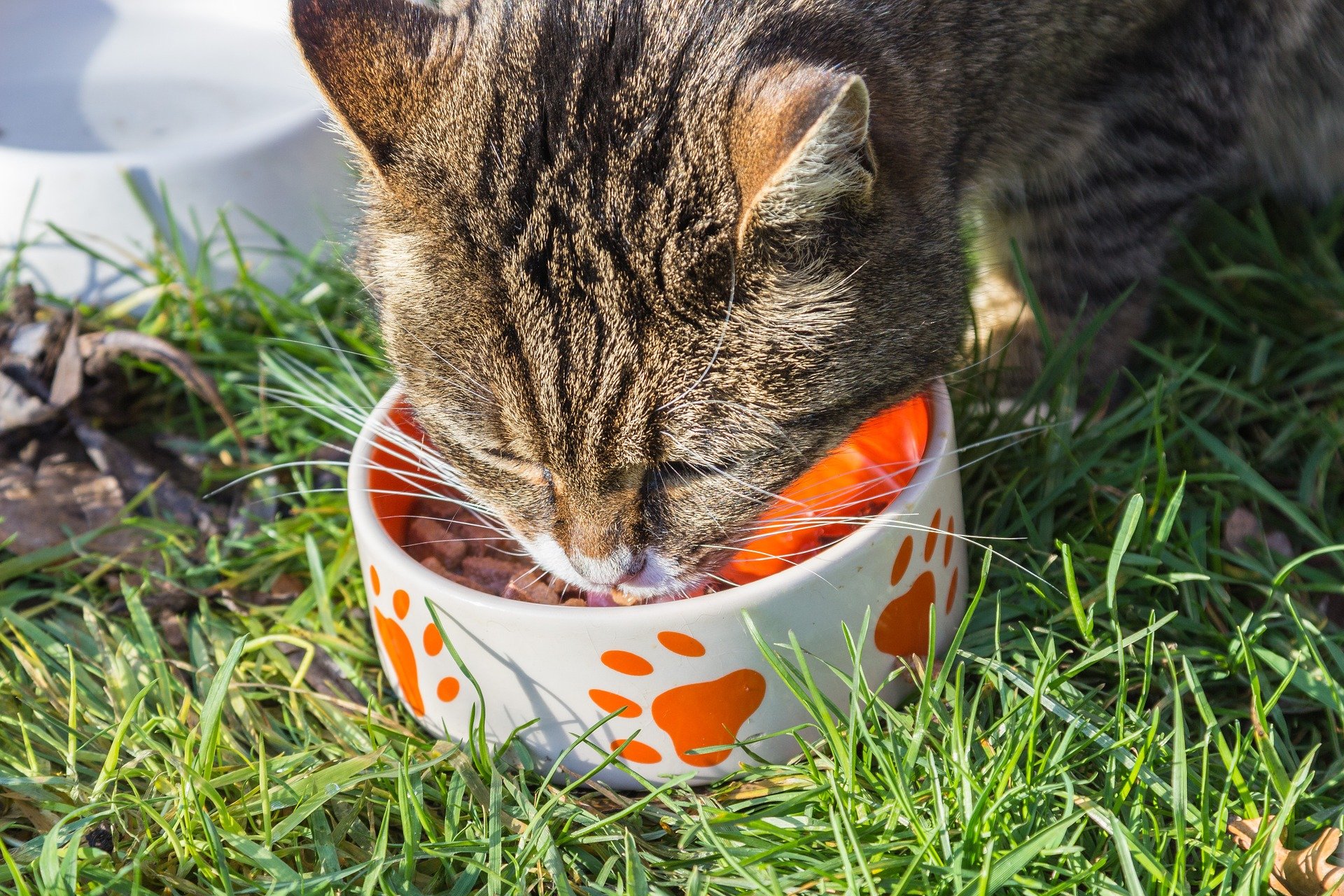 Cat_eating_food.jpg
